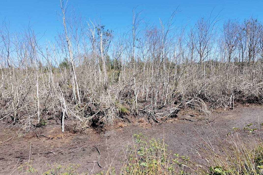 Verdroogd veen in Natura 2000-gebied de Groote Peel