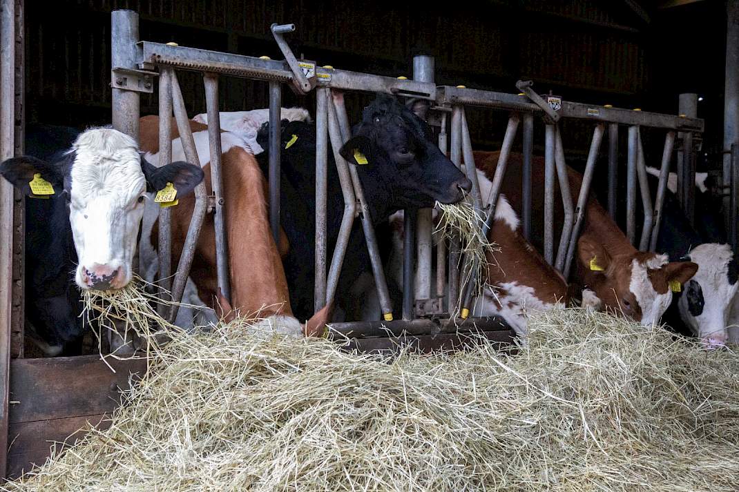 Koeien eten ruwvoer op een melkveebedrijf