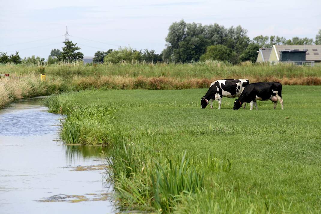 Koeien in het weiland bij sloot