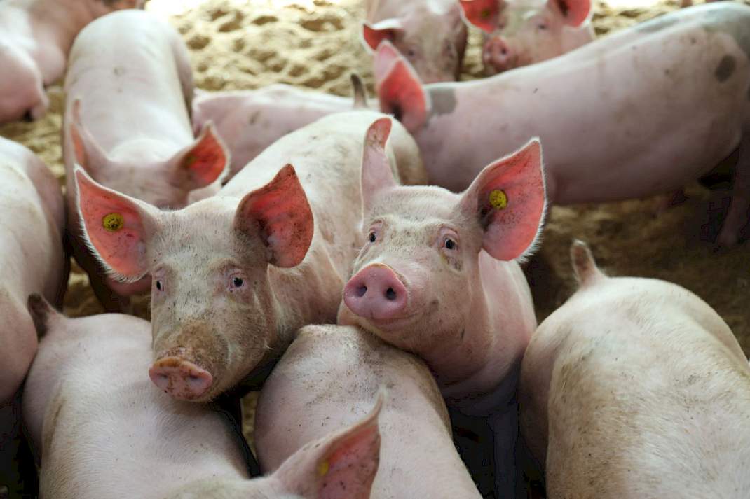 Varkens in de stal