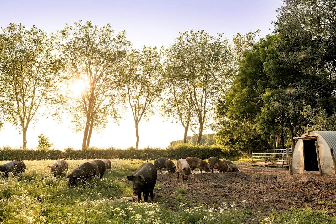 Livar varkens aan het scharrelen