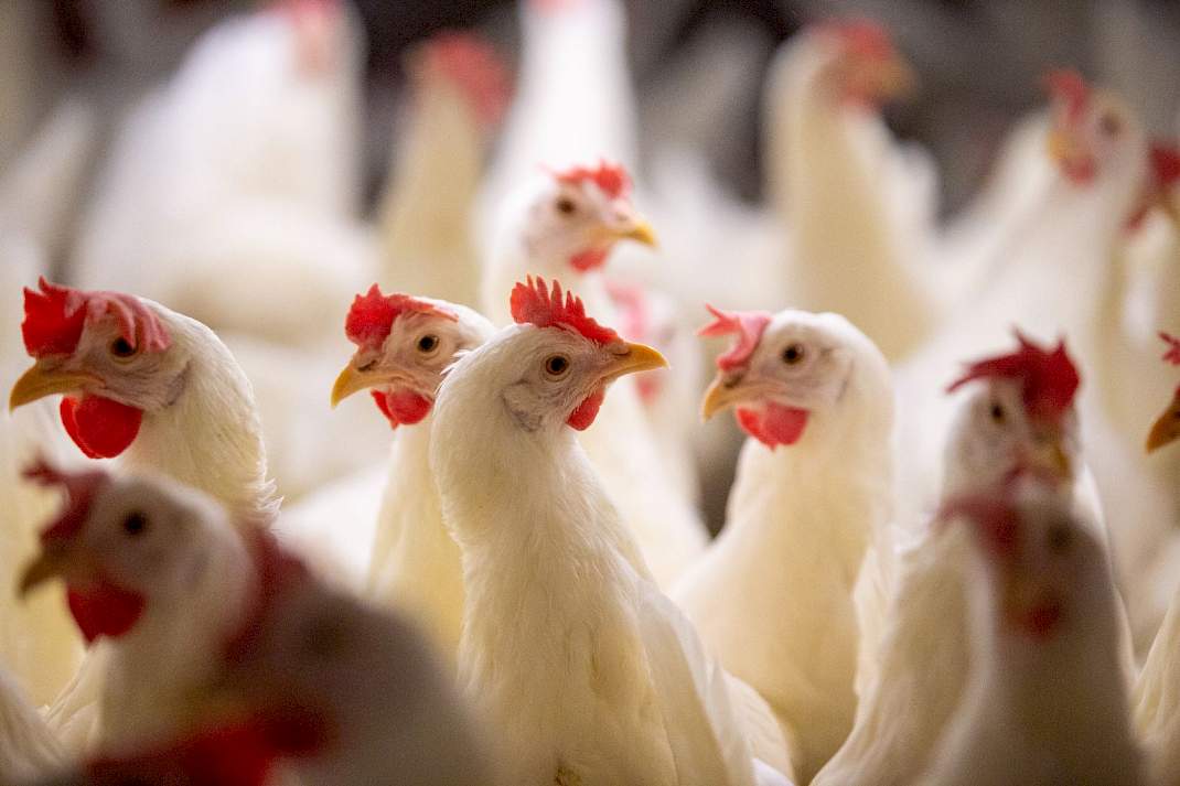 Kippen in een pluimveestal, themadag van Sterke Erven over pluimvee, vaccinatie en vogelgriep