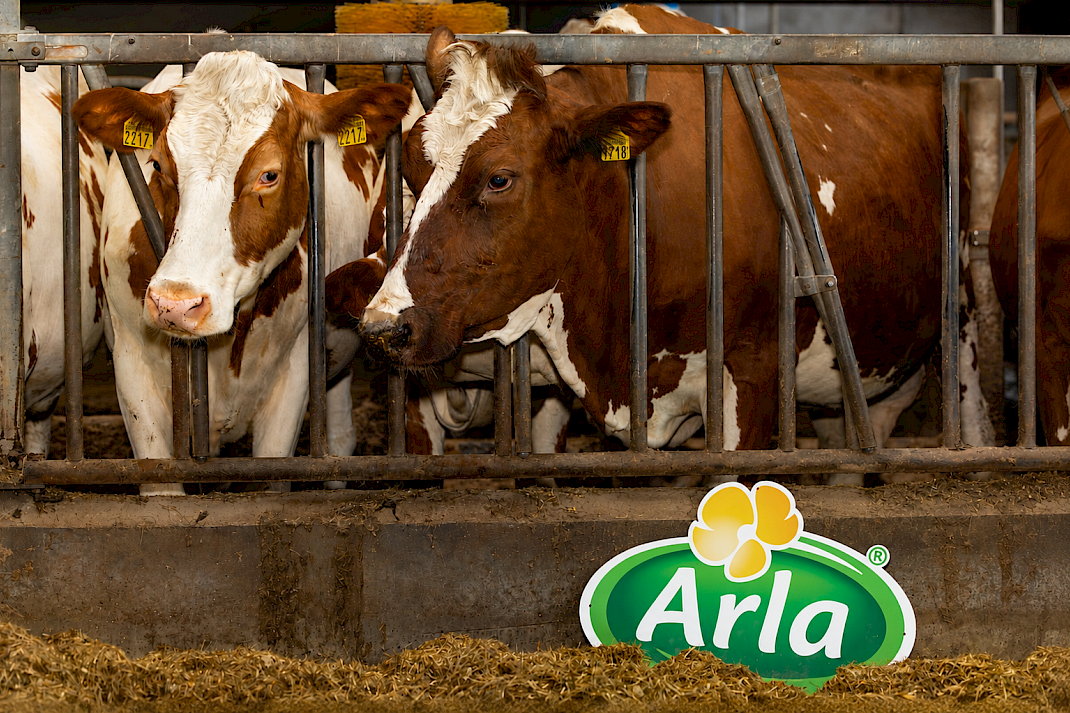 Koeien in de stal met op de voorgrond het logo van Arla