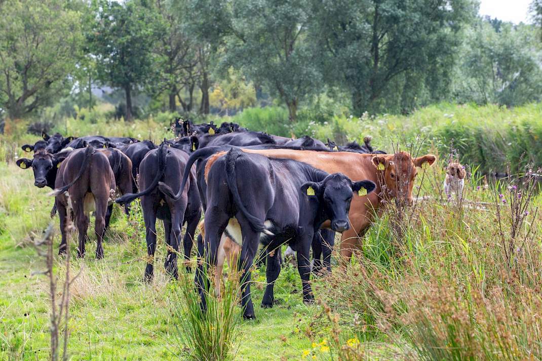 Koeien in Landsmeer.