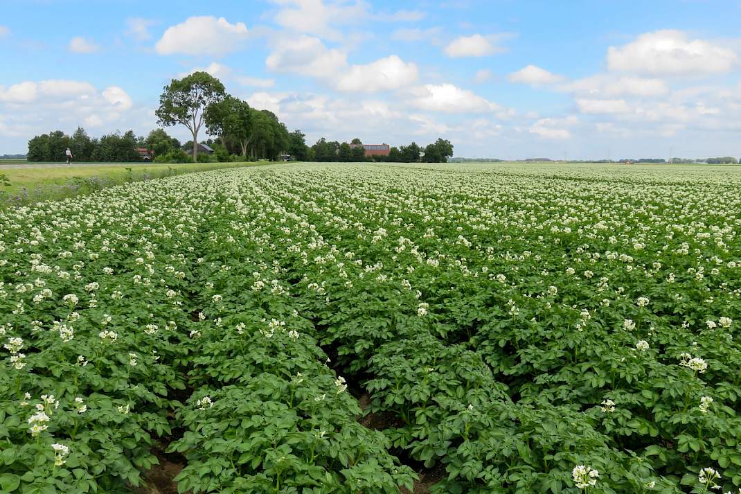 Bloeiend aardappelgewas op een Nederlands akkerbouwperceel.