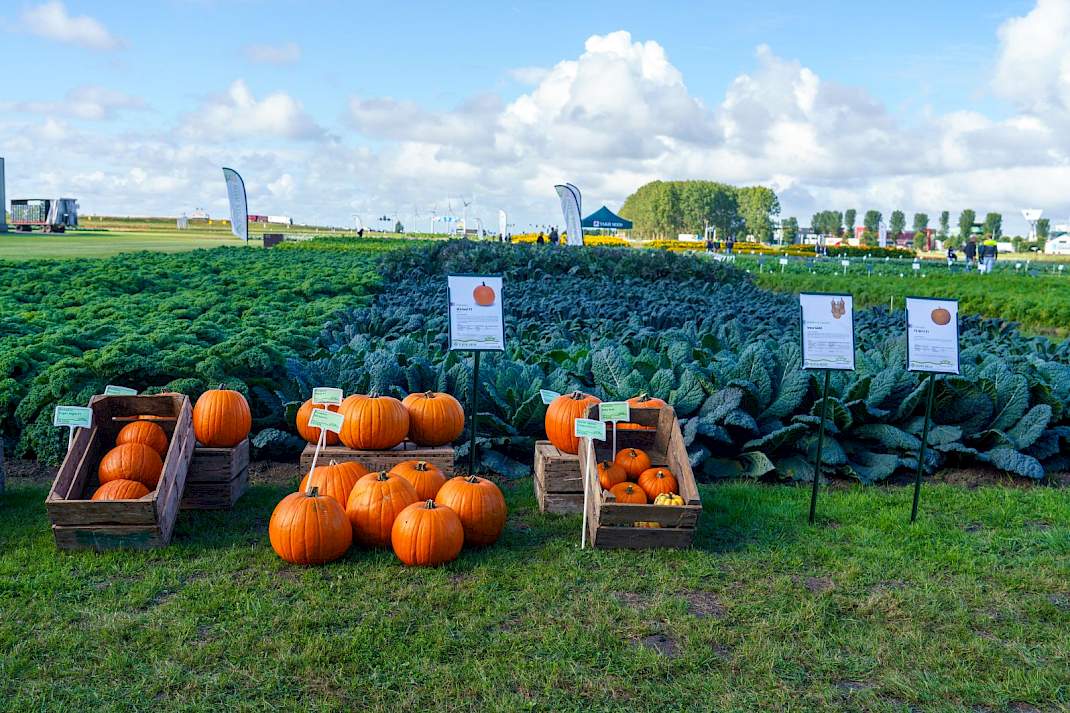 Pompoenen bij een eerdere editei van seed meets technology