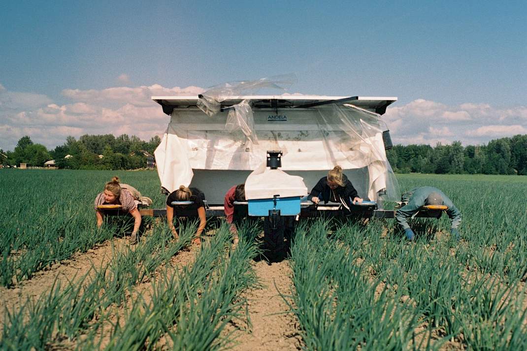 Seizoensarbeiders in het veld