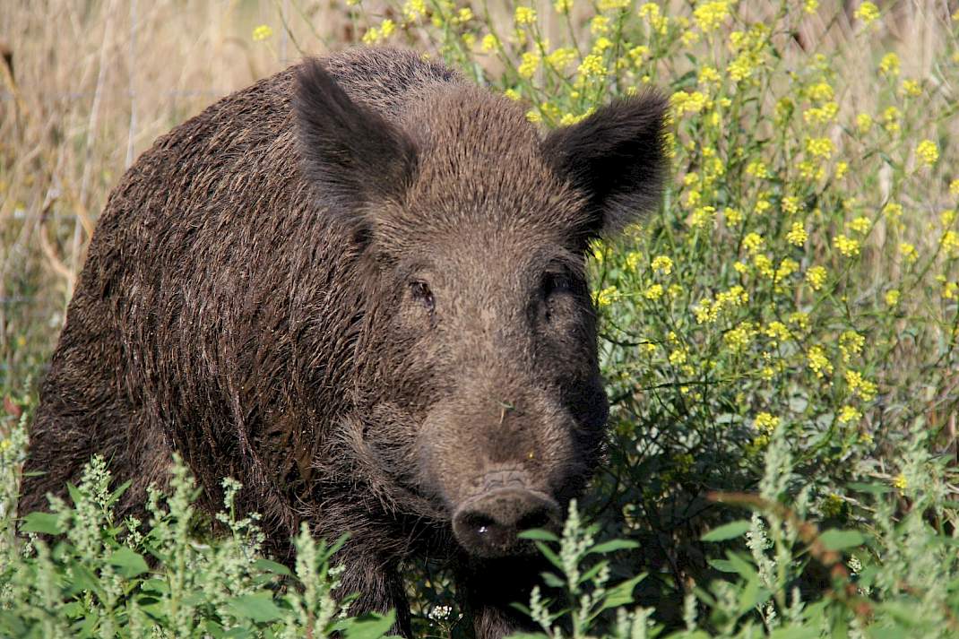 wild zwijn in de natuur
