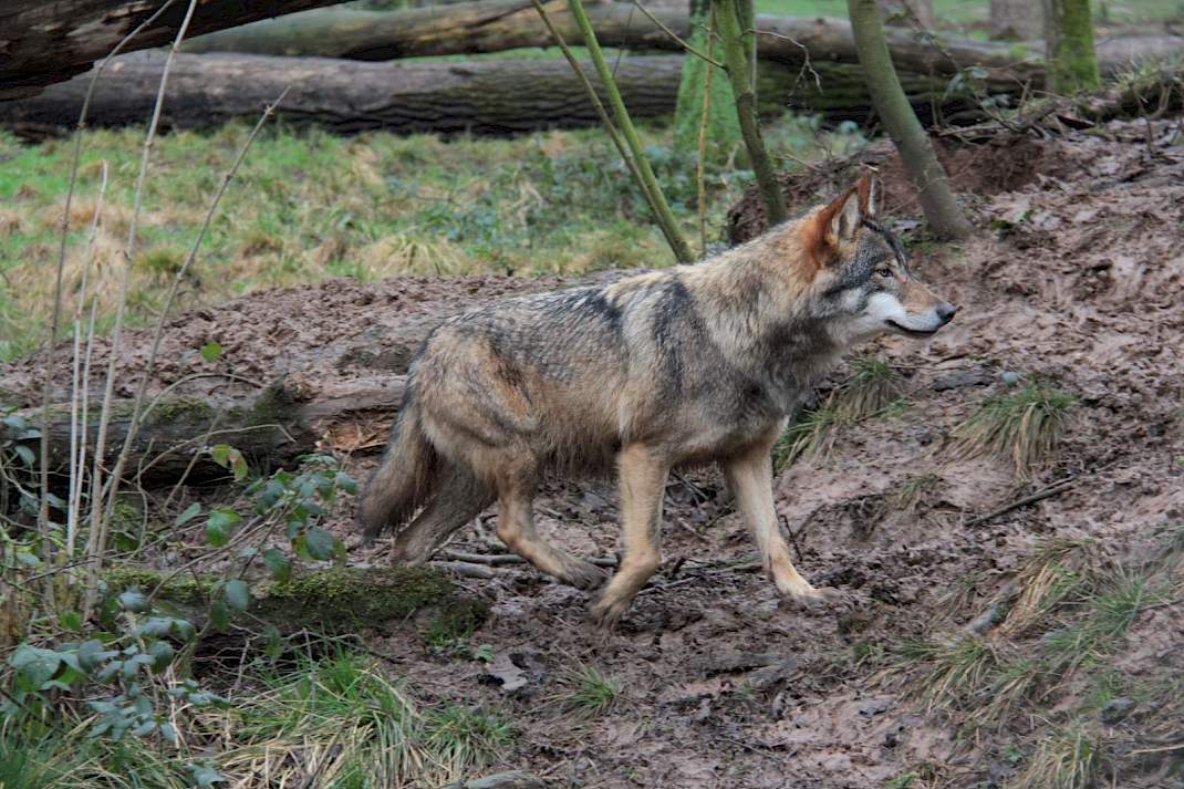Een wolf in het wild