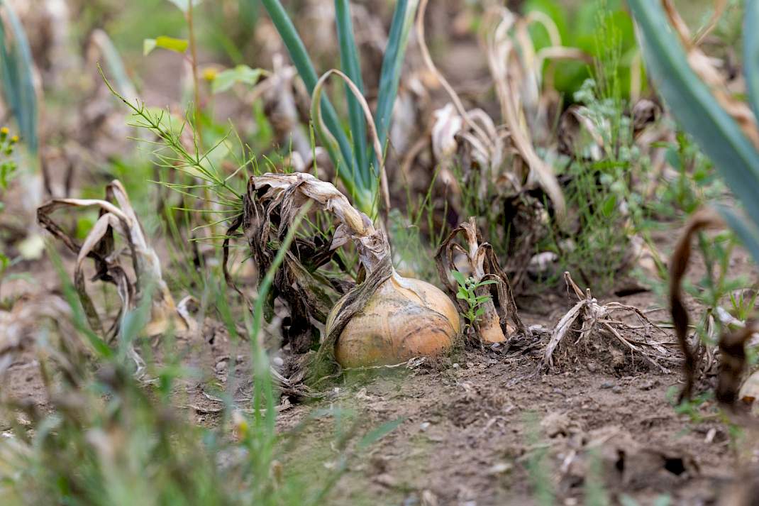Valse meeldauw Angeren uien