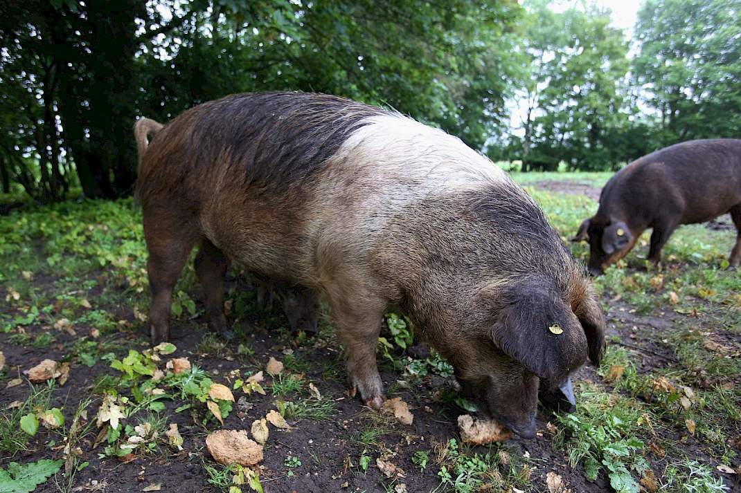 Duroc kruising buiten