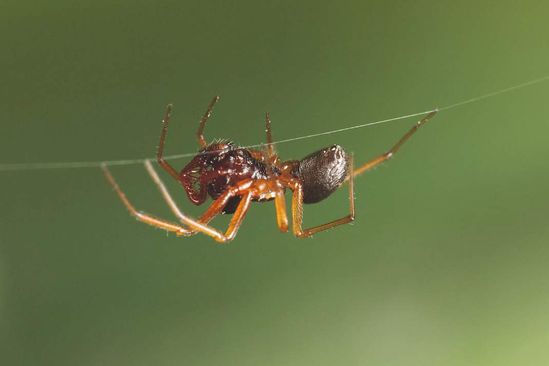 Dwergspin