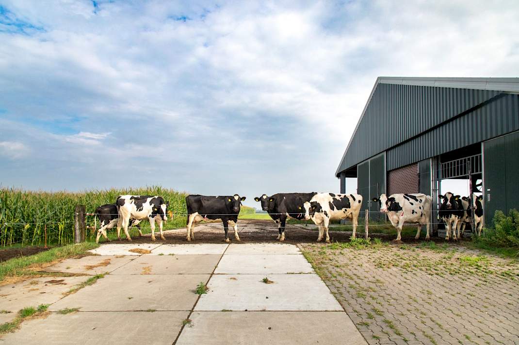 Koeien voor de stal