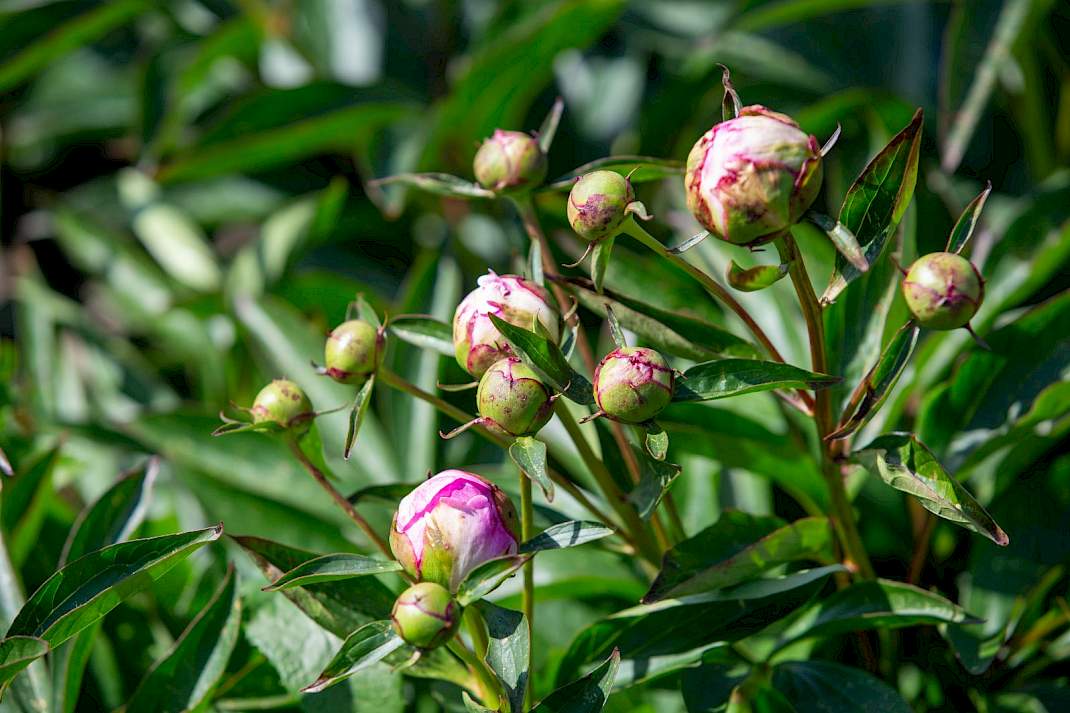 Pioenrozen