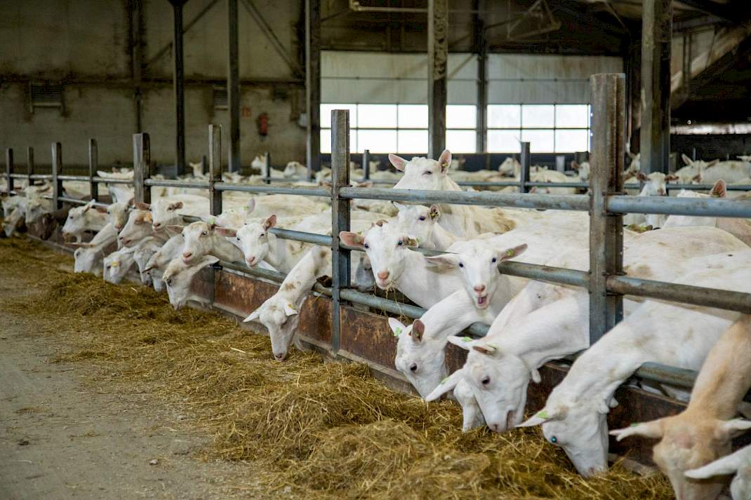 Geiten in de stal