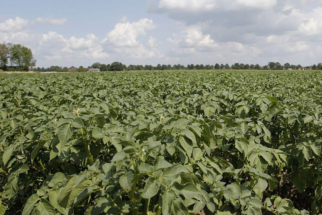 Een veld met aardappelen