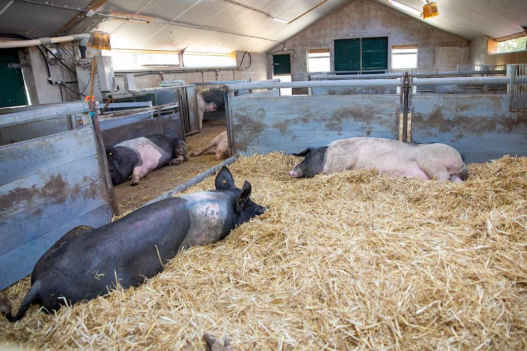 biologisch gehouden zeugen