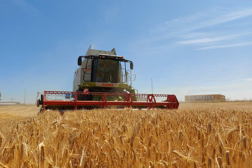 Combine oogst graan op akker