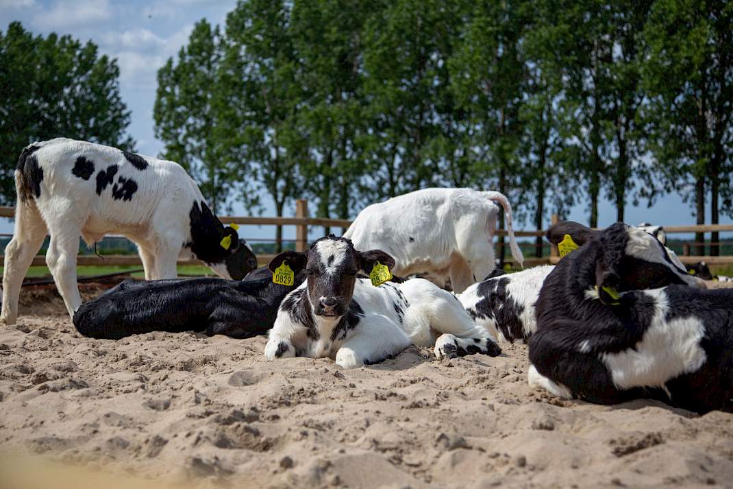 Campagnebeeld van Dutch Dairy Challenge