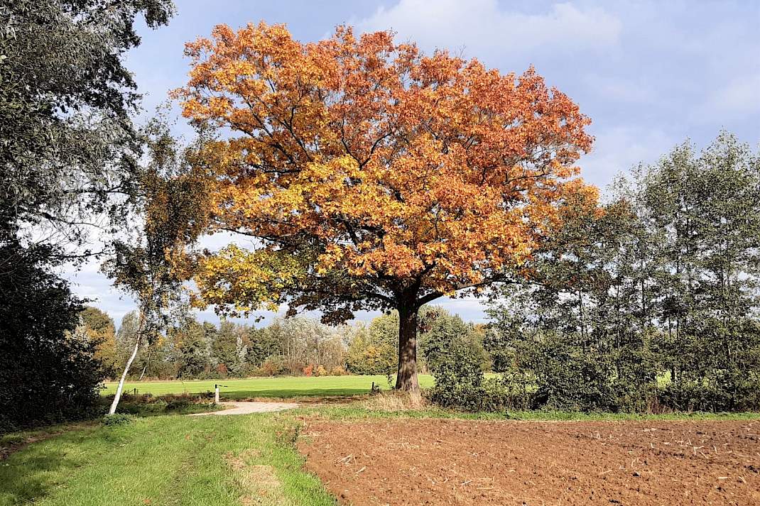 Boom herfst perceel akker