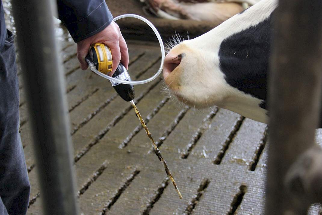 Ammoniak meten in de stal met speciaal apparatuur.