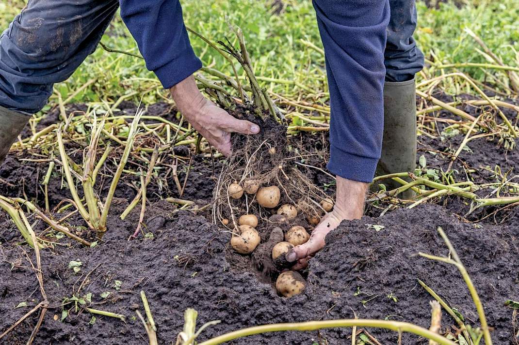 zetmeelaardappelen grond knollen Hospers
