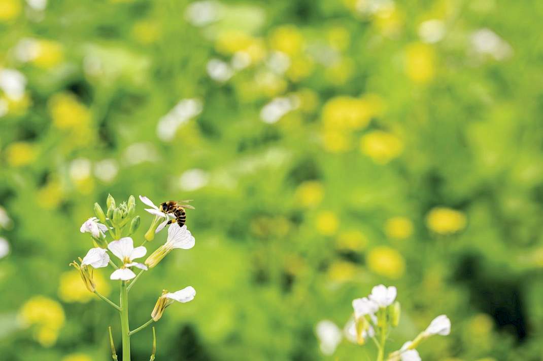 bloemetjes bij bladrammenas gele mosterd