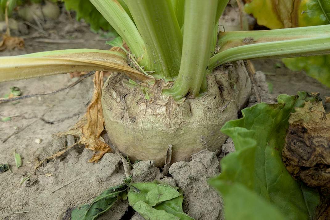 suikerbiet grond sugarbeet expo