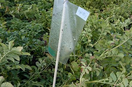 Vangplaat monitoring cicaden plaaginsecten