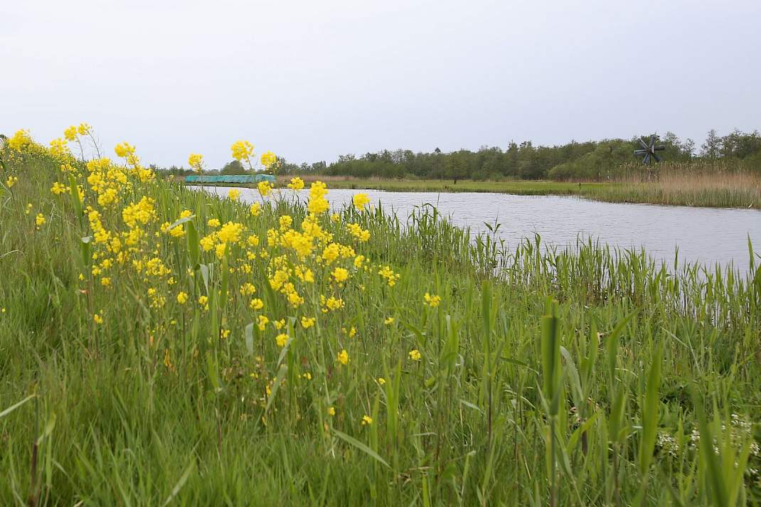 Natuurgebied De Wieden