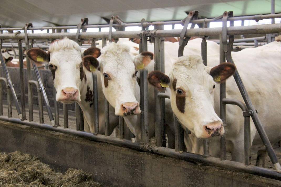 Melkvee aan het voerhek