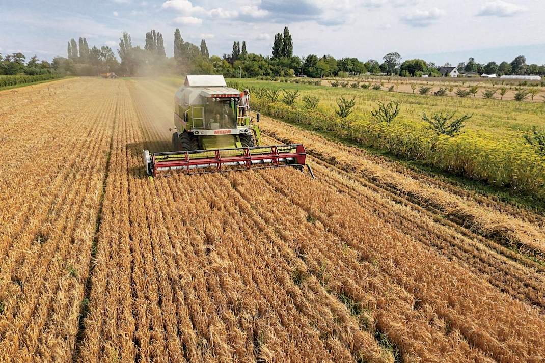 Akkerbouwer Vierboom haalt voor de Biesterhof de tarwe- en gerstoogst binnen met een Claas Mega 218-maaidorser.