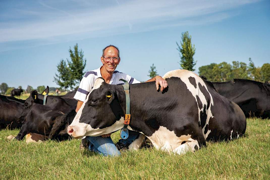 Melkveehouder Swolfs, eind&nbsp; augustus met zijn koeien. Ook tijdens de snikhete en droge zomer bleven zijn weiden groen dankzij de goede waterhuishouing.