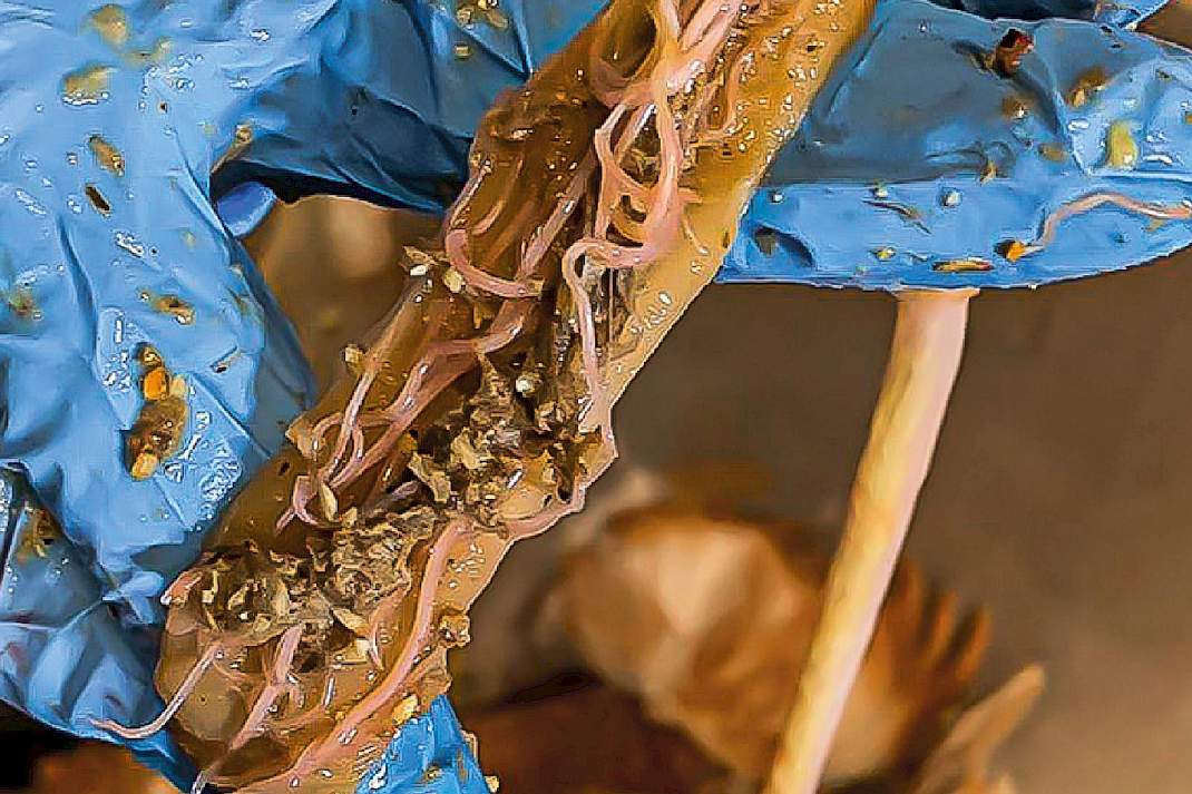 Spoelwormen