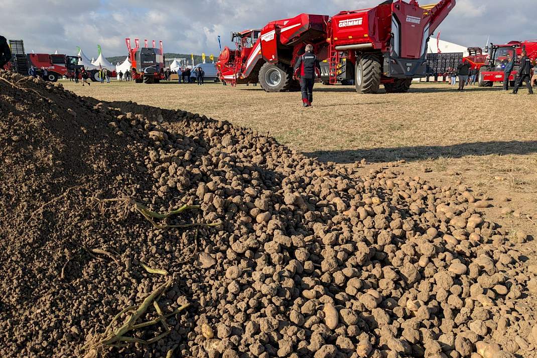 Aardappelen grimme Potato Europe