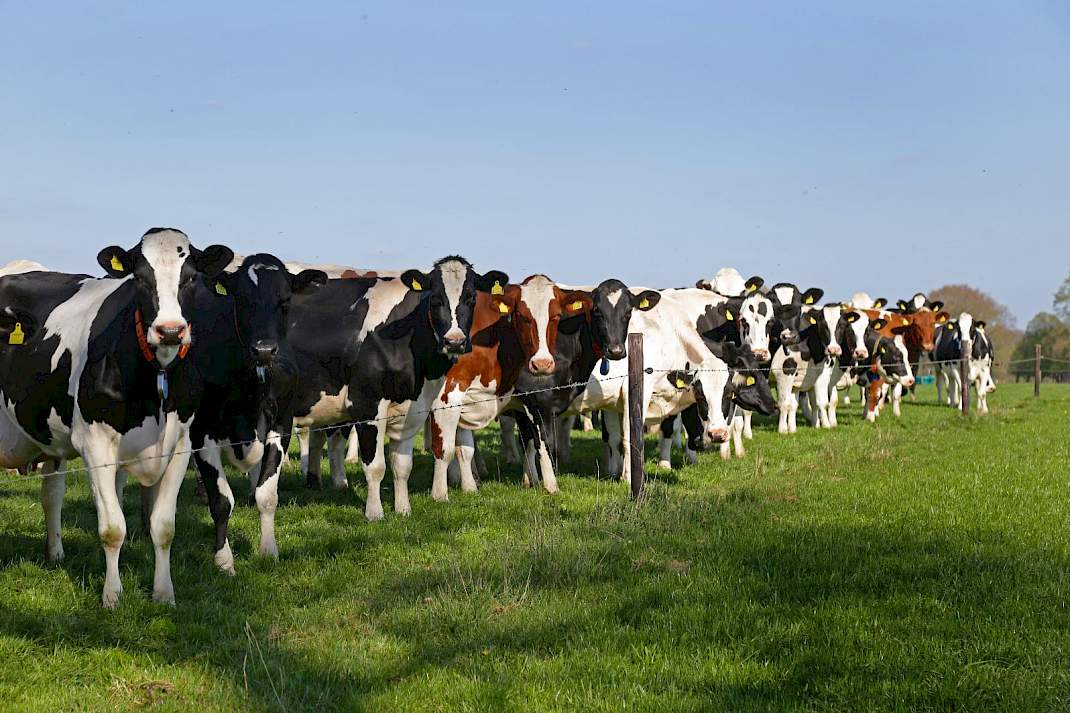 Melkkoeien in de wei