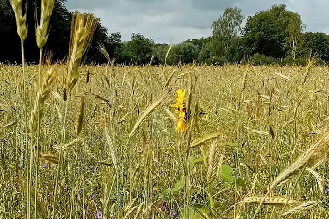 Graanveld met kruiden voor agrarisch natuurbeheer