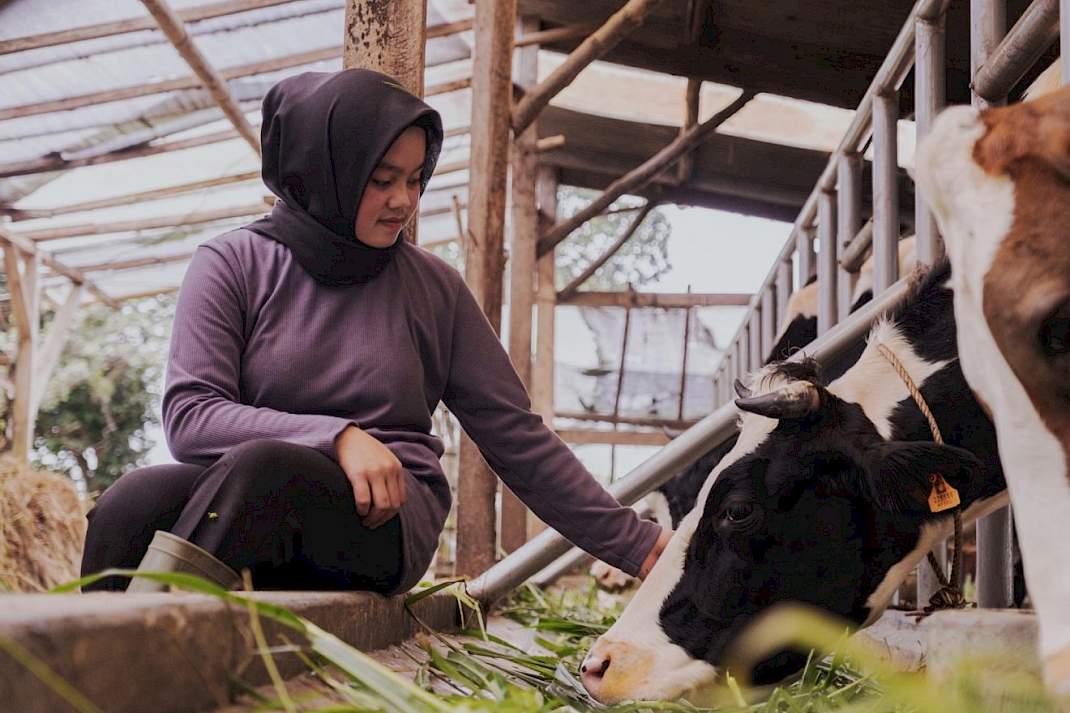 Melkveebedrijf in Indonesië.