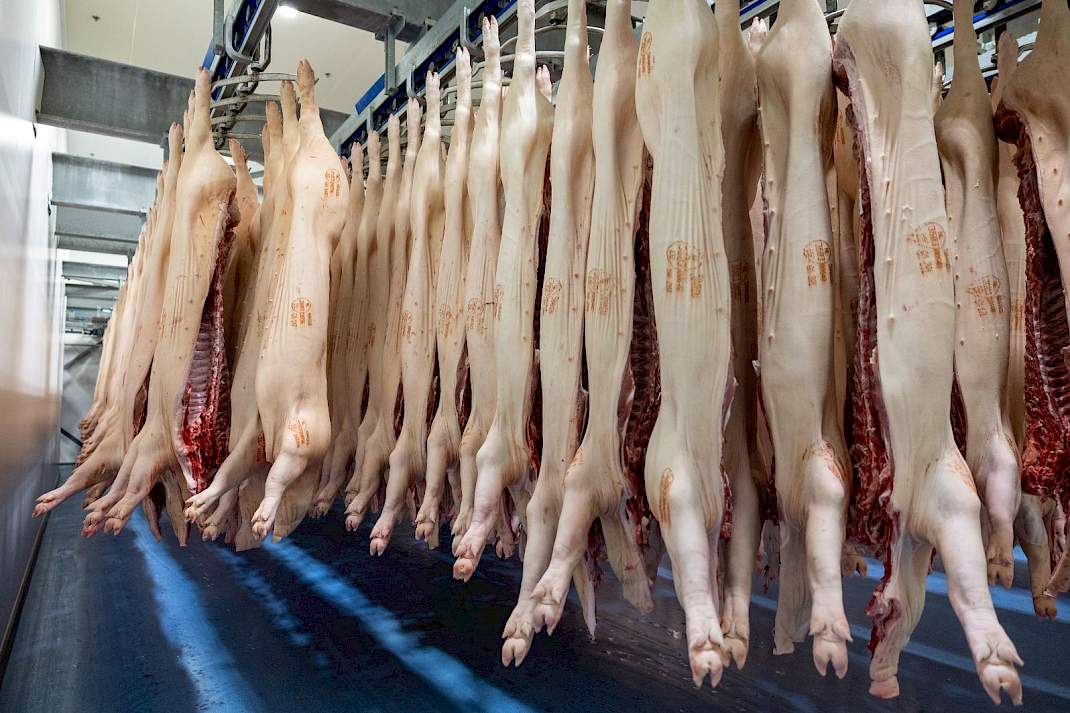 Varkens hangen aan de slachthaak in een slachterij