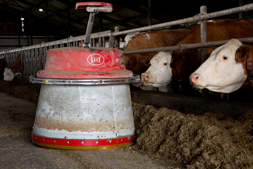 Lely Juno die voeraanschuift bij koeien in een koeienstal