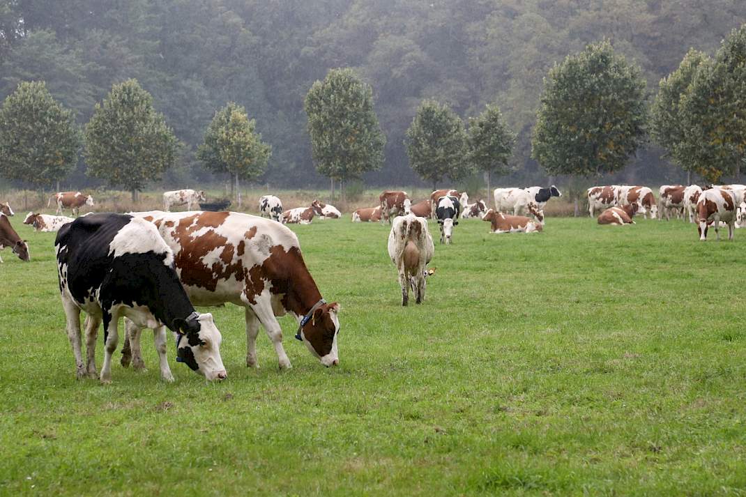 Koeien grazen in een wei in de herfst