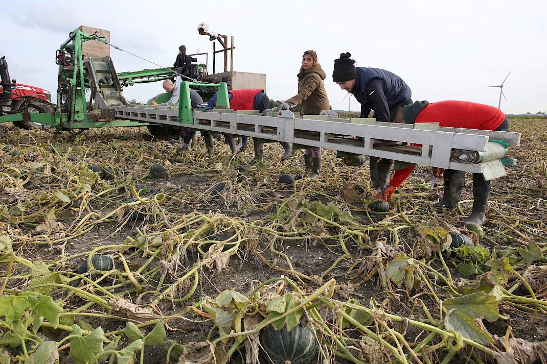 Medewerkers oogsten pompoenen