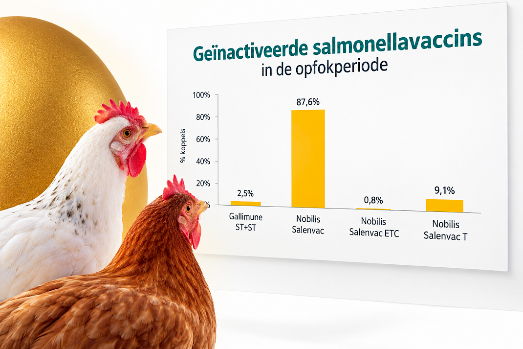 Vaccinatiestrategie tijdens opfok relevant bij salmonella