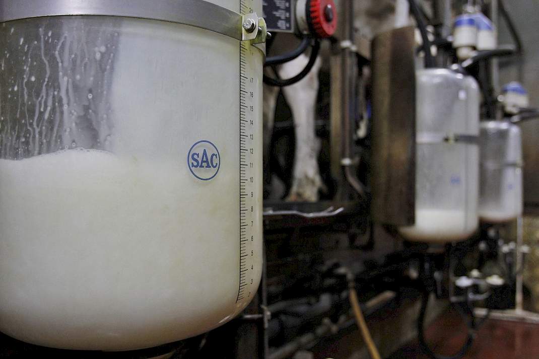 Melkglazen in de melkput