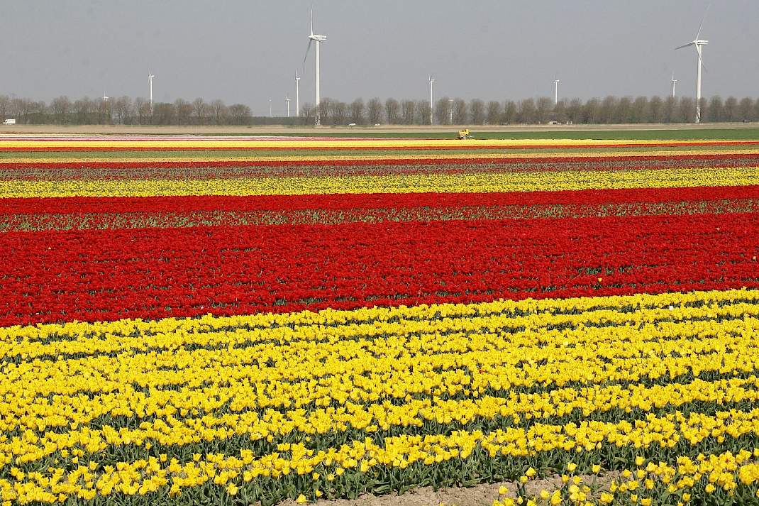Een bollenveld in Flevoland. Beeld ter illustratie.