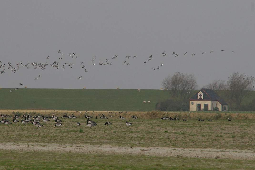 Ganzen op grasland