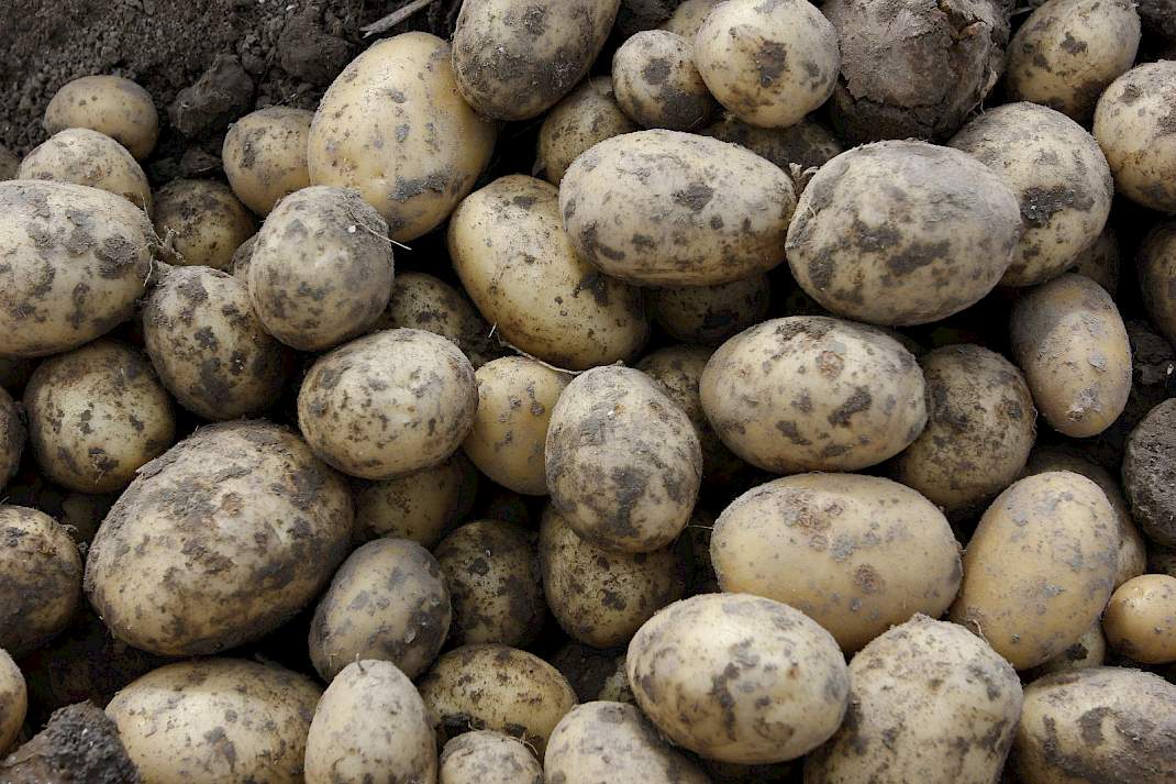 Aardappelen