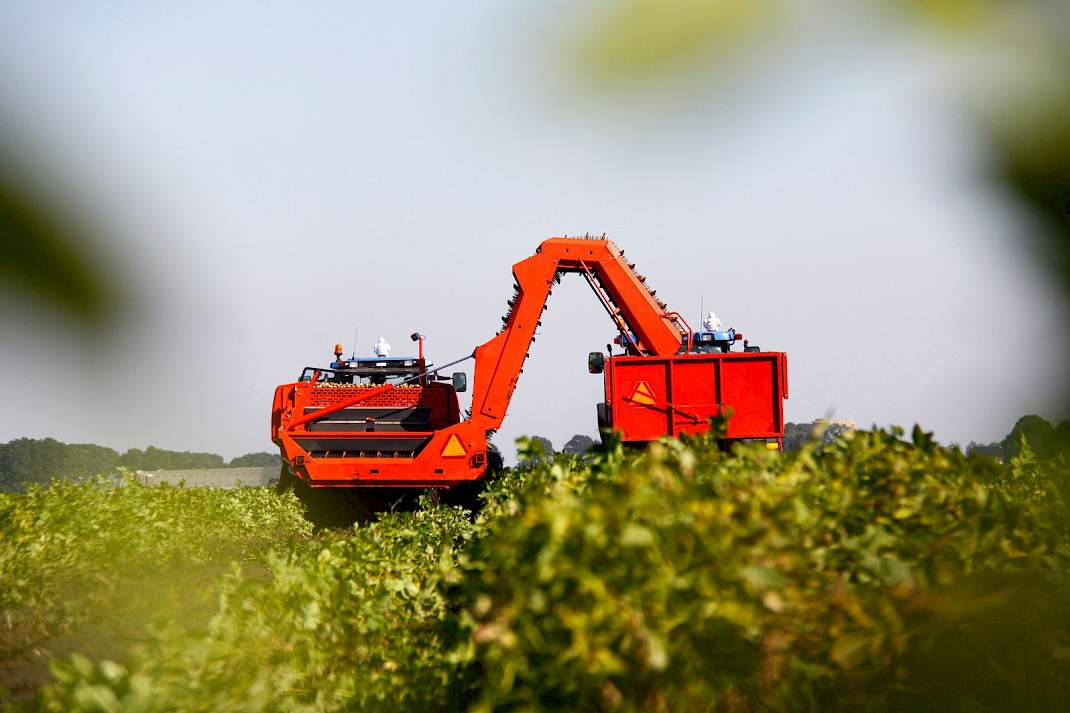 Aardappel rooien
