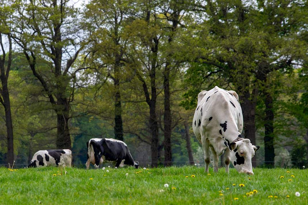 Koeien in de wei nabij het Winterswijkse natuurgebied Bekendelle.