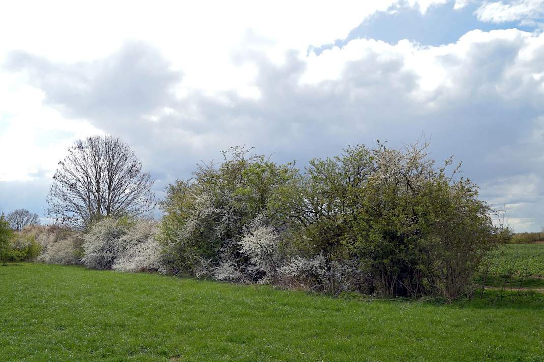 Bomen en heggen langs een perceel grasland
